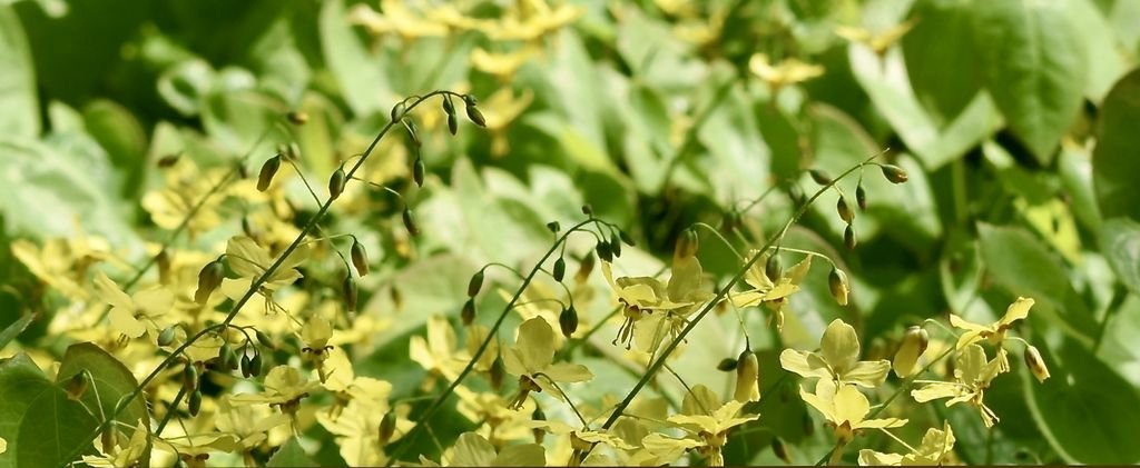 Epimedium perralderianum (Epimedium perralderianum)