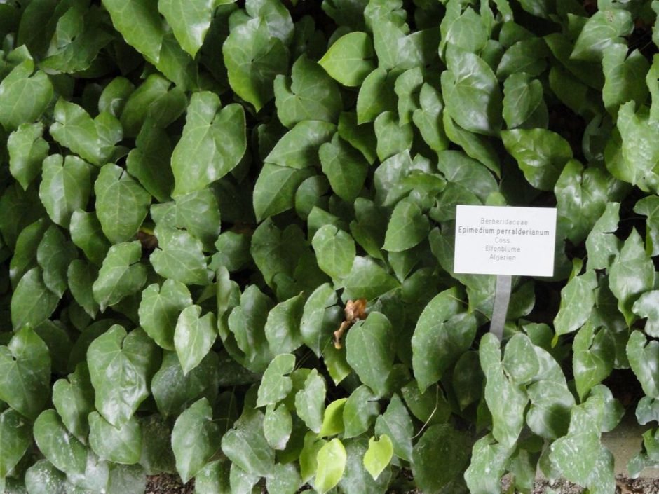 Como plantar Epimedium perralderianum (Epimedium perralderianum)_1