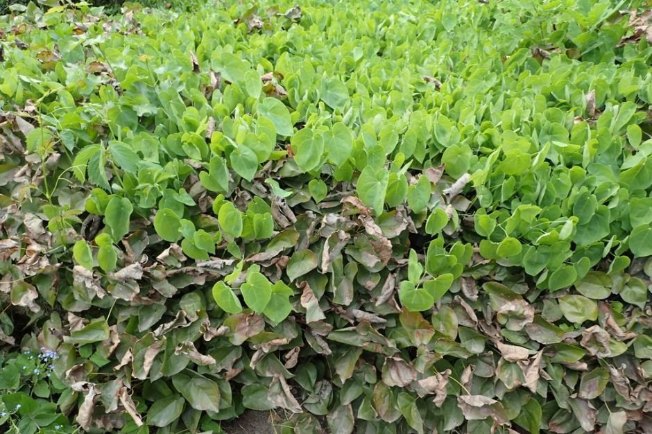 Onde plantar Epimedium perralderianum (Epimedium perralderianum)_2