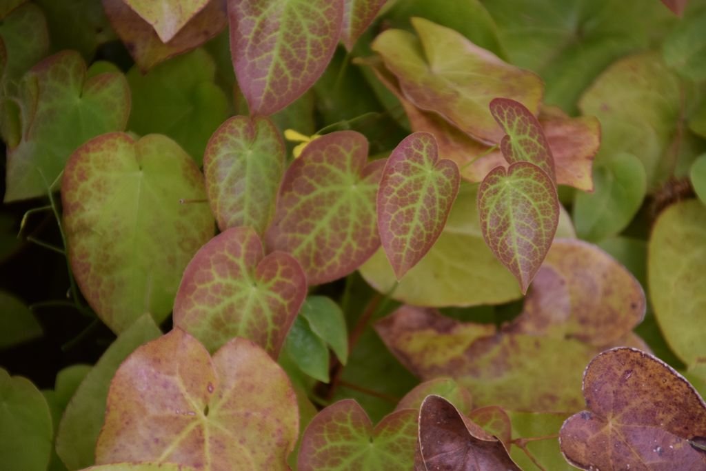 Epimedium pinnatum (Epimedium pinnatum)