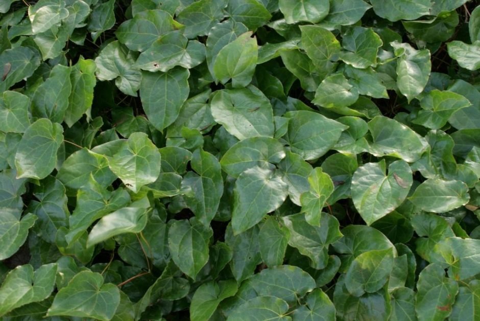 Onde plantar Epimedium pinnatum (Epimedium pinnatum)_2