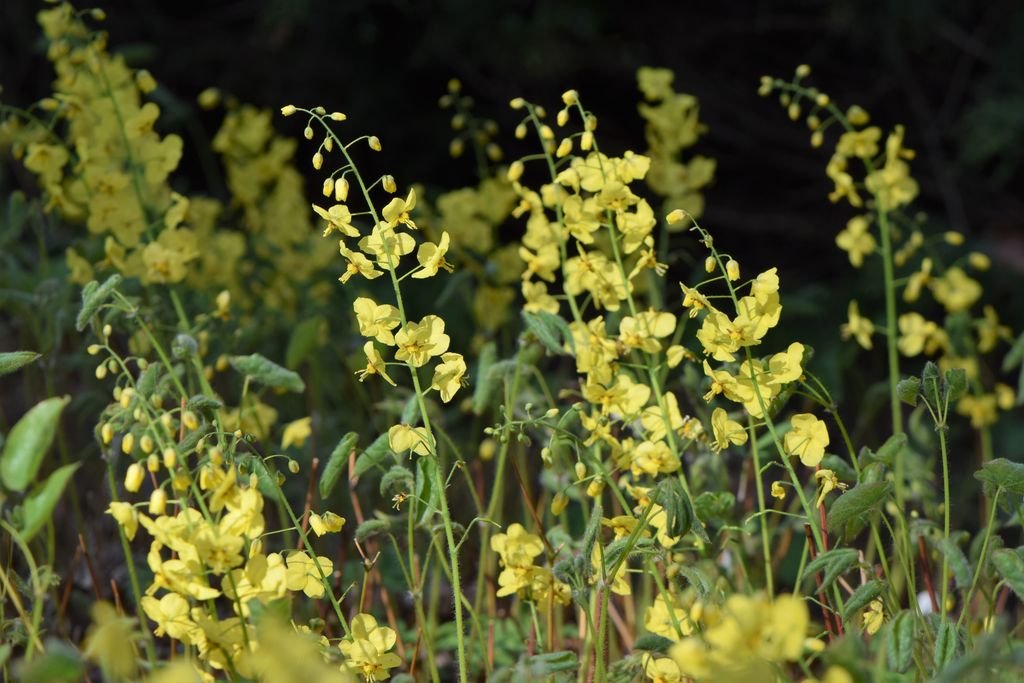 Epimedium pinnatum subsp. colchicum (Epimedium pinnatum subsp. colchicum)