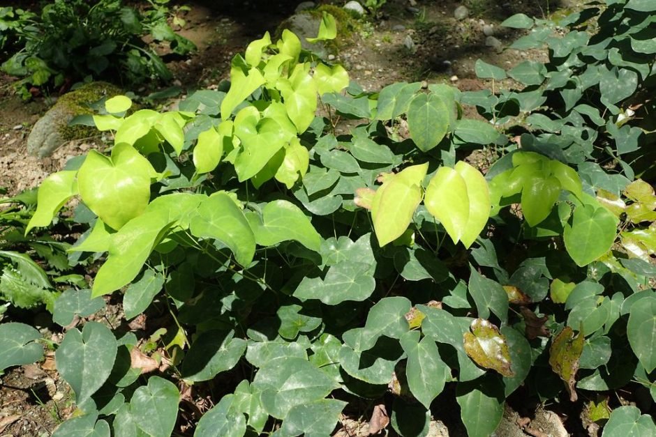 Como plantar Epimedium pinnatum subsp. colchicum (Epimedium pinnatum subsp. colchicum)_1