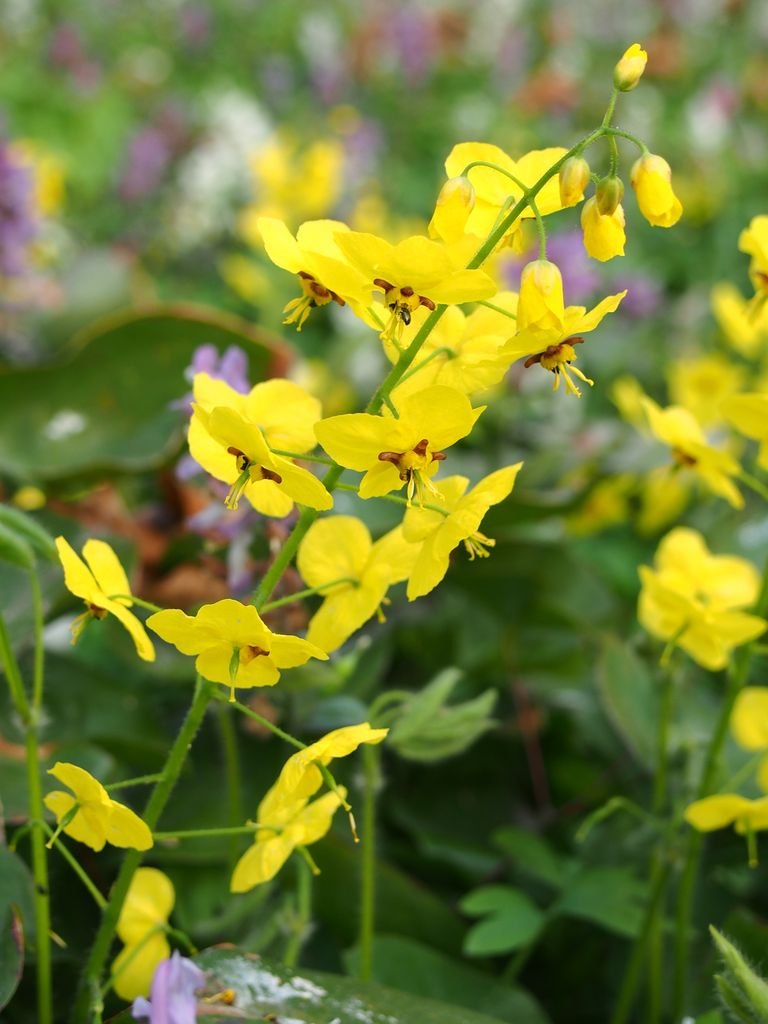 Onde plantar Epimedium pinnatum subsp. colchicum (Epimedium pinnatum subsp. colchicum)_2