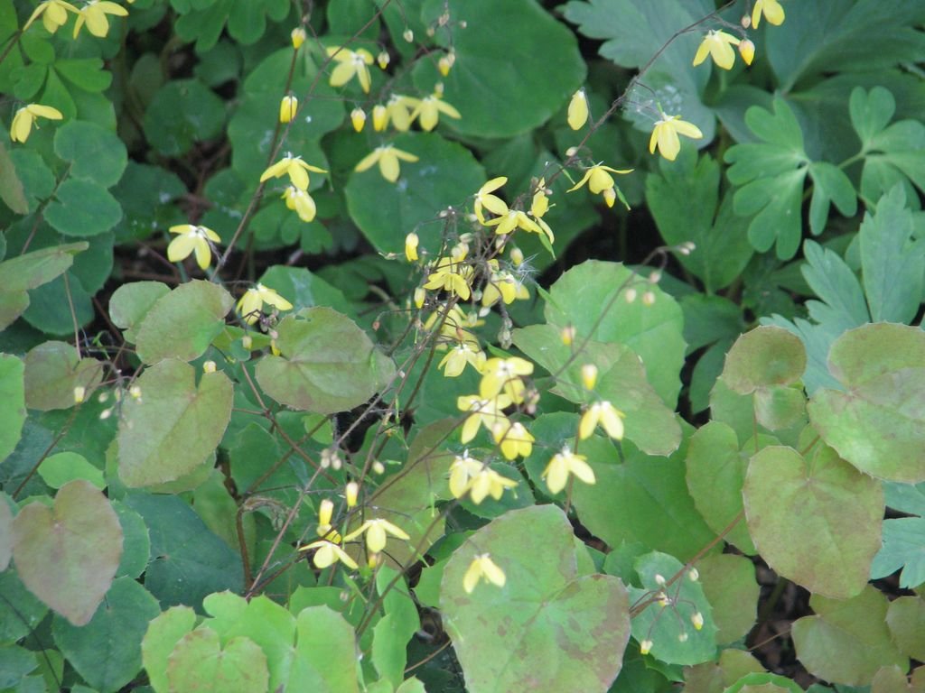 Epimedium platypetalum (Epimedium platypetalum)