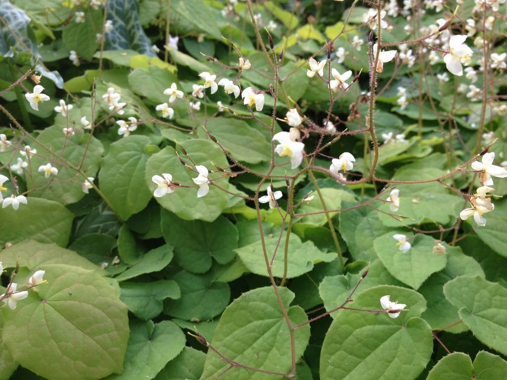 Epimedium pubigerum (Epimedium pubigerum)