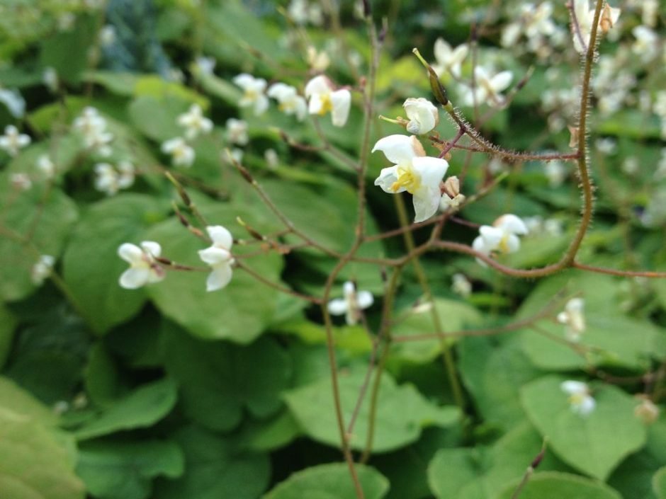 Como plantar Epimedium pubigerum (Epimedium pubigerum)_1