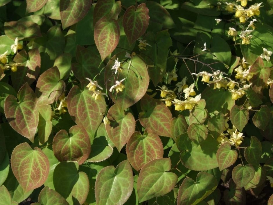 Onde plantar Epimedium pubigerum (Epimedium pubigerum)_2
