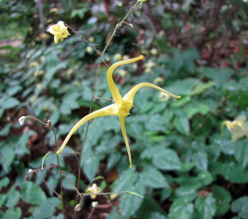 Epimedium rhizomatosum (Epimedium rhizomatosum)