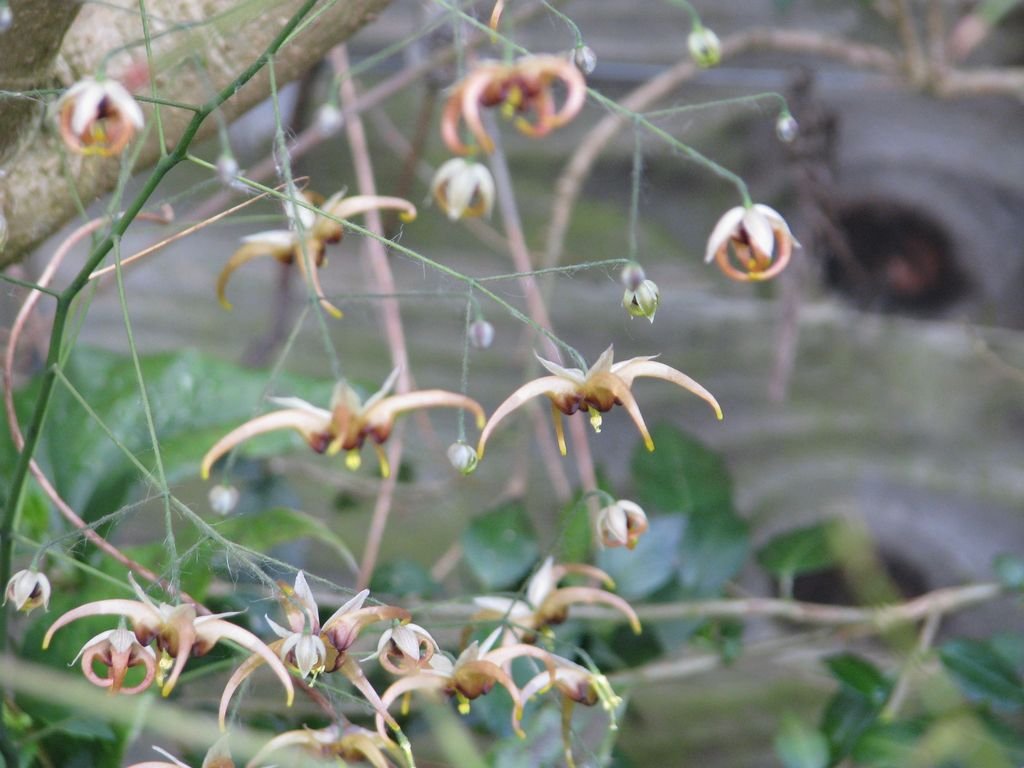 Epimedium wushanense 'Caramel' (Epimedium wushanense 'Caramel')