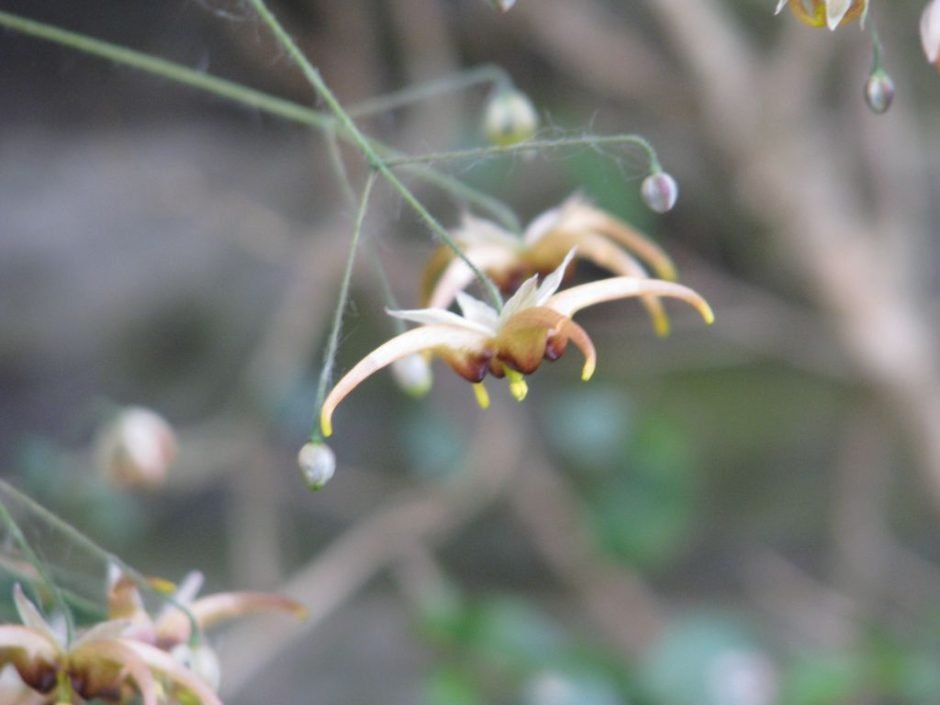 Como plantar Epimedium wushanense 'Caramel' (Epimedium wushanense 'Caramel')_1