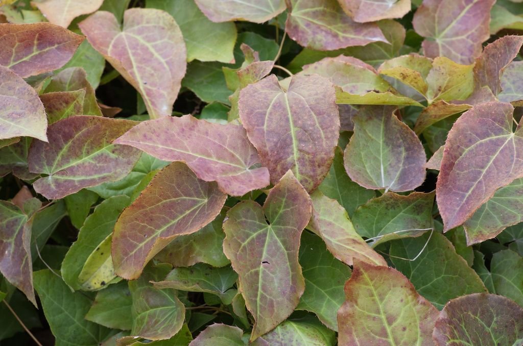 Epimedium × perralchicum (Epimedium × perralchicum)