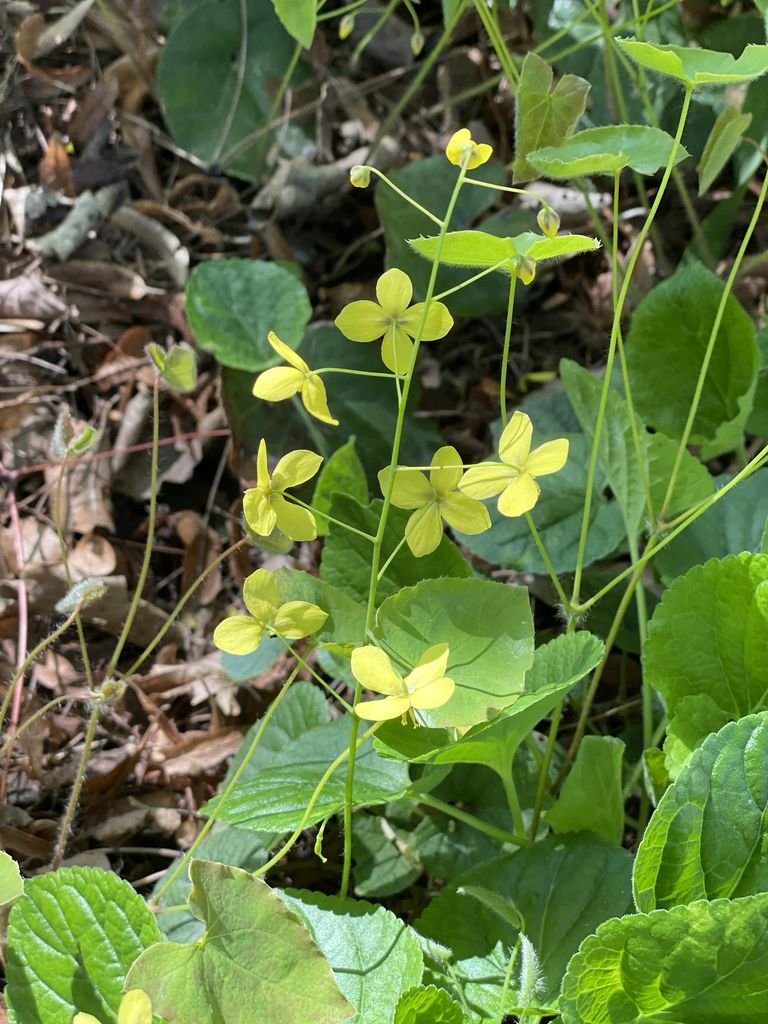 Como plantar Epimedium × perralchicum (Epimedium × perralchicum)_1