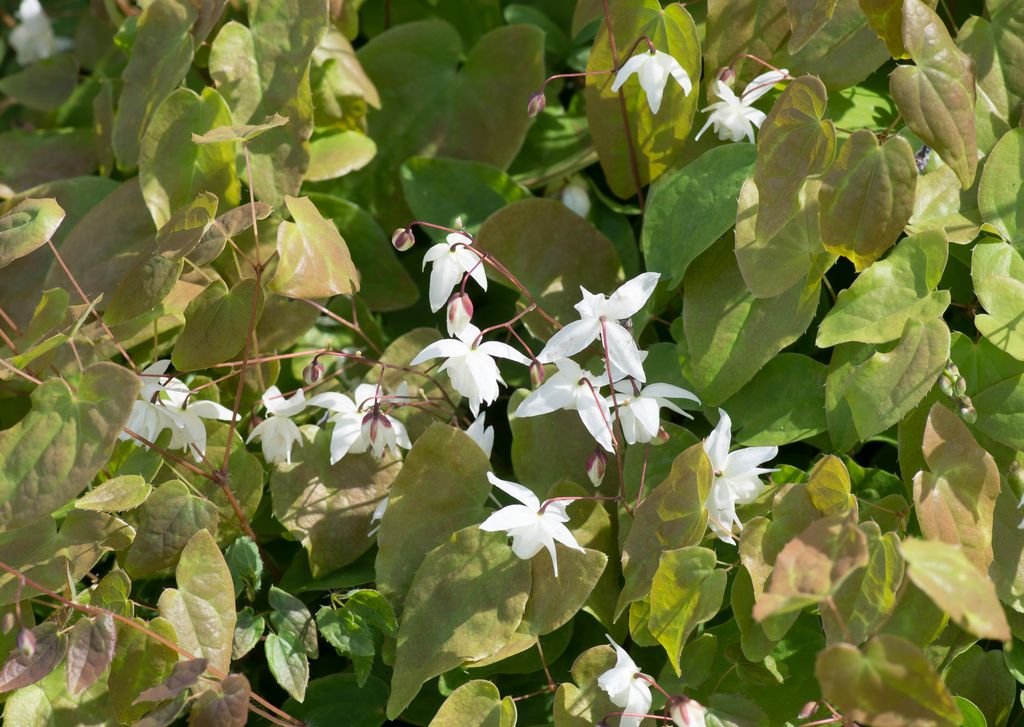 Epimedium × youngianum 'Niveum' (Epimedium × youngianum 'Niveum')
