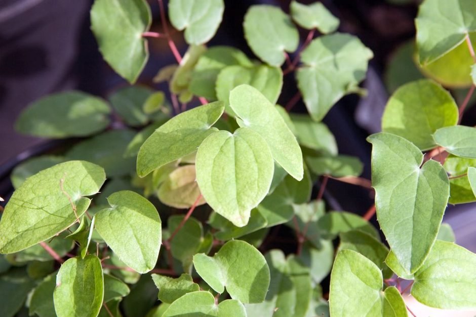 Como plantar Epimedium × youngianum 'Niveum' (Epimedium × youngianum 'Niveum')_1