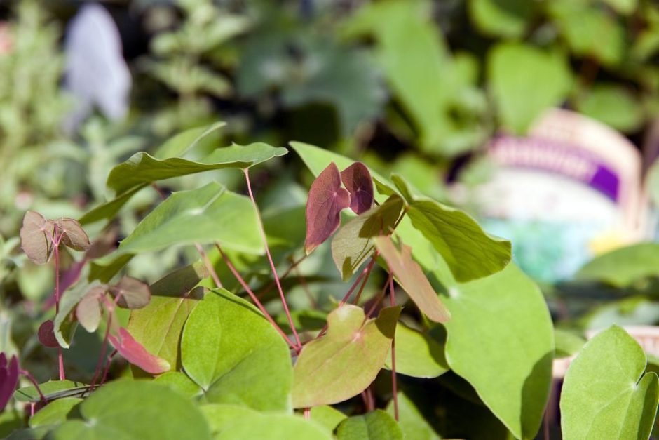 Onde plantar Epimedium × youngianum 'Niveum' (Epimedium × youngianum 'Niveum')_2