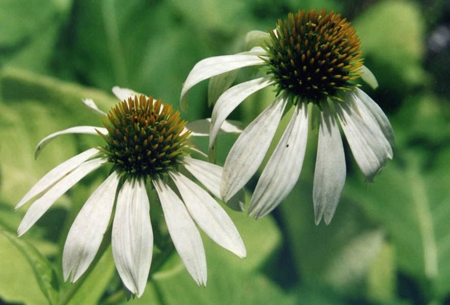 Equinácea 'Alba' (Echinacea purpurea 'Alba')