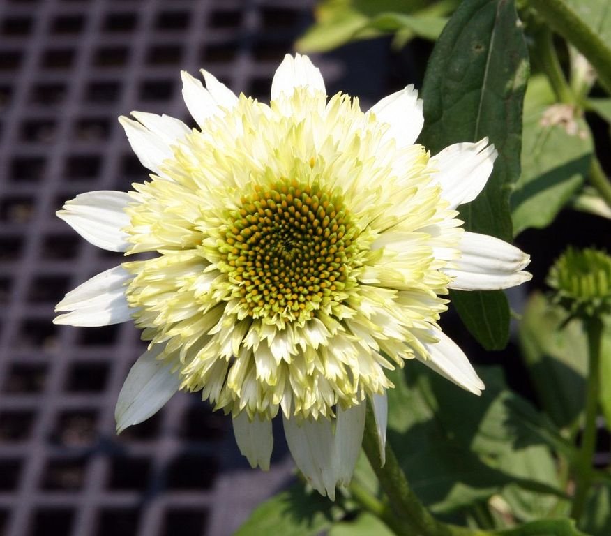 Equinácea 'Coconut Lime' (Echinacea purpurea 'Coconut Lime')