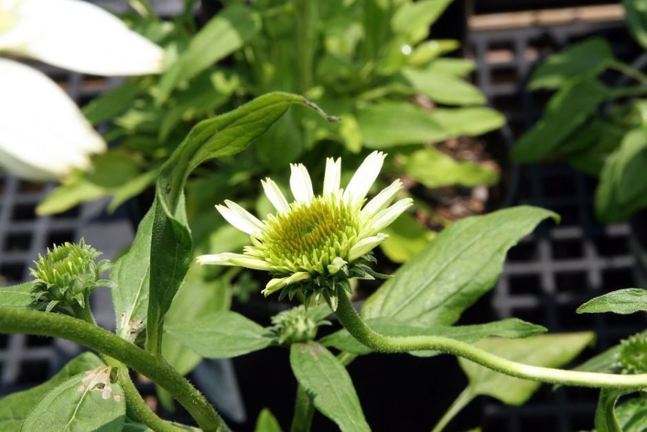 Como plantar Equinácea 'Coconut Lime' (Echinacea purpurea 'Coconut Lime')_1