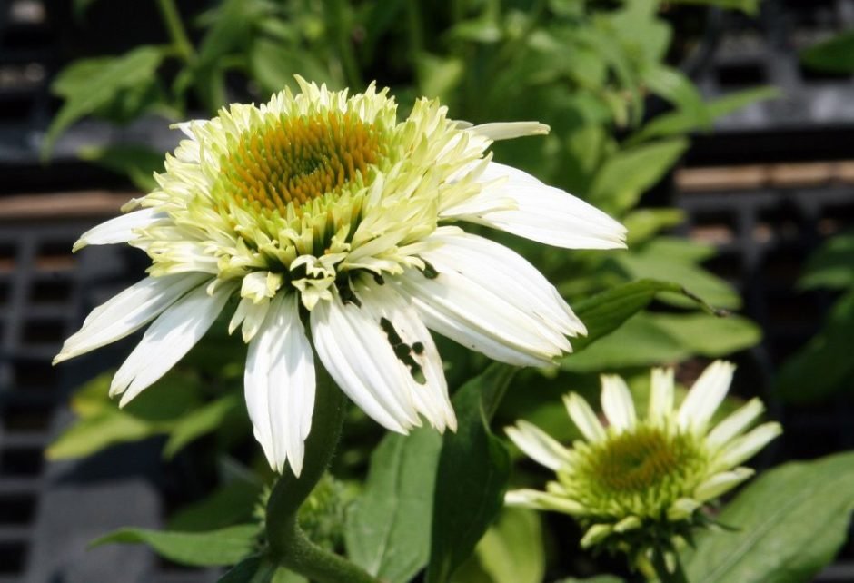 Onde plantar Equinácea 'Coconut Lime' (Echinacea purpurea 'Coconut Lime')_2