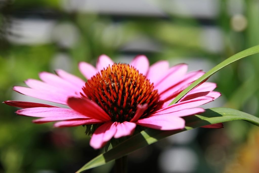 Equinácea 'Fatal Attraction' (Echinacea purpurea 'Fatal Attraction')