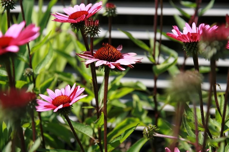 Como plantar Equinácea 'Fatal Attraction' (Echinacea purpurea 'Fatal Attraction')_1