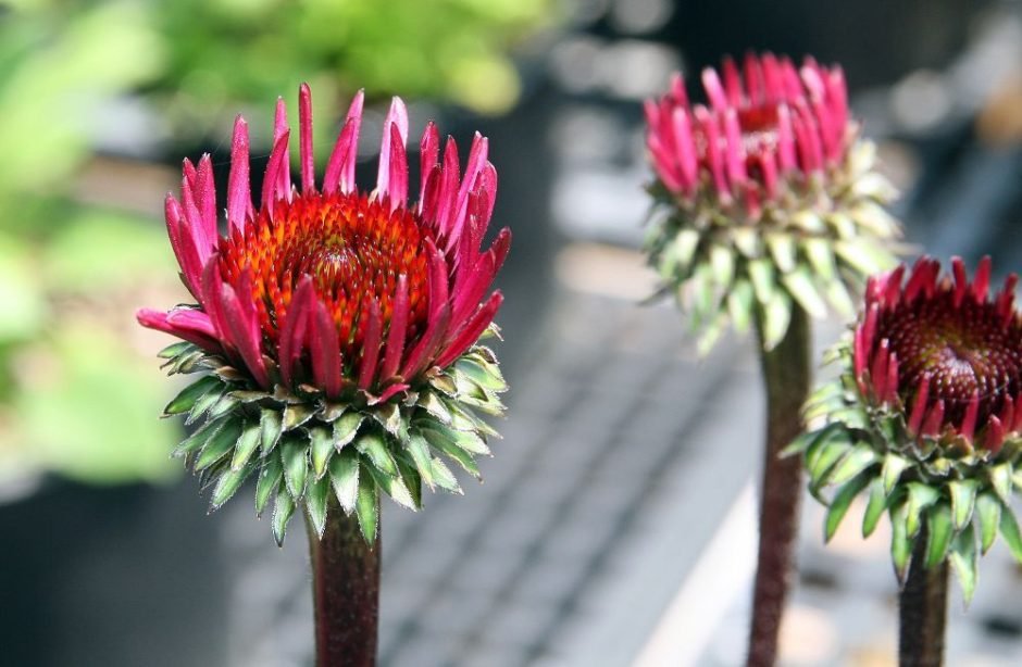 Onde plantar Equinácea 'Fatal Attraction' (Echinacea purpurea 'Fatal Attraction')_2