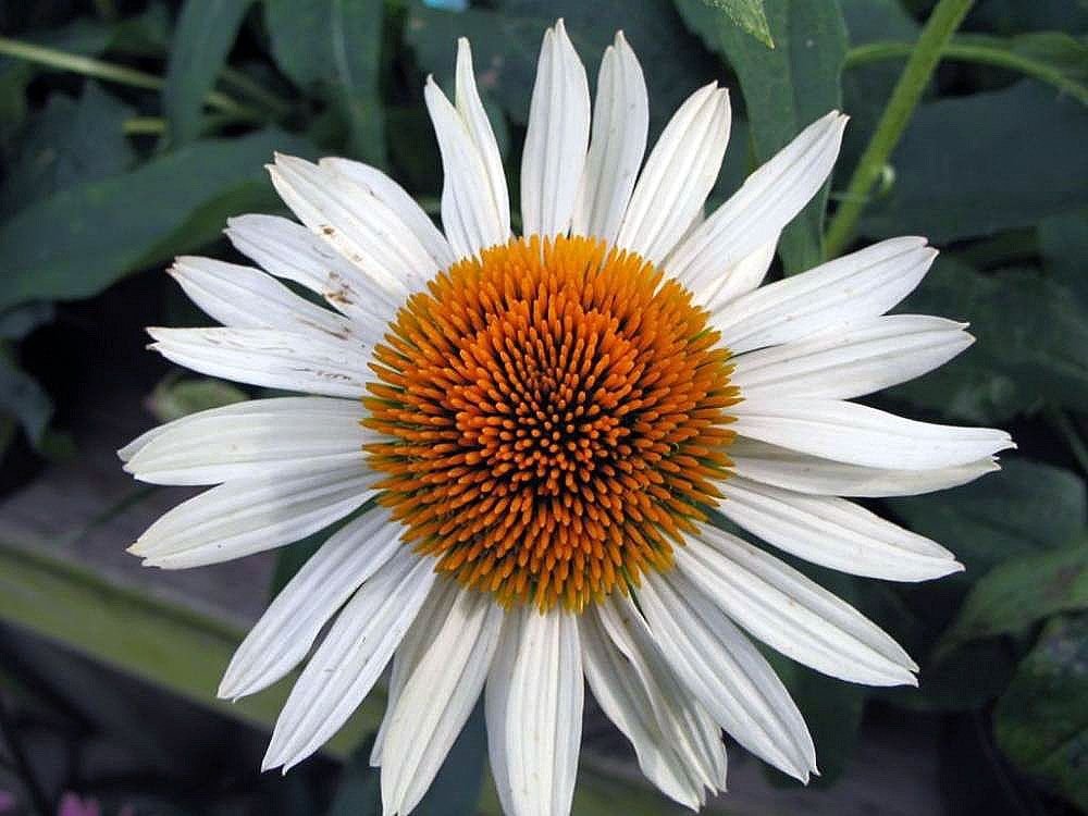 Equinácea 'Fragrant Angel' (Echinacea purpurea 'Fragrant Angel')