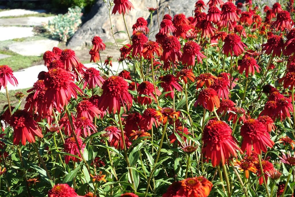 Equinácea 'Hot Papaya' (Echinacea 'Hot Papaya')