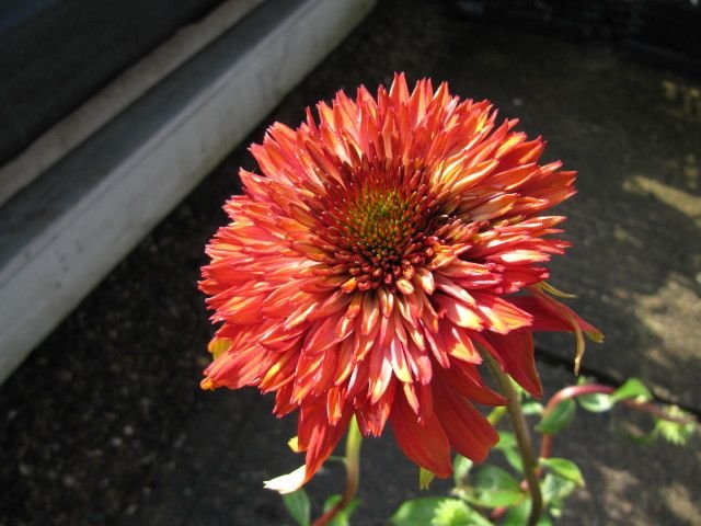 Como plantar Equinácea 'Hot Papaya' (Echinacea 'Hot Papaya')_1