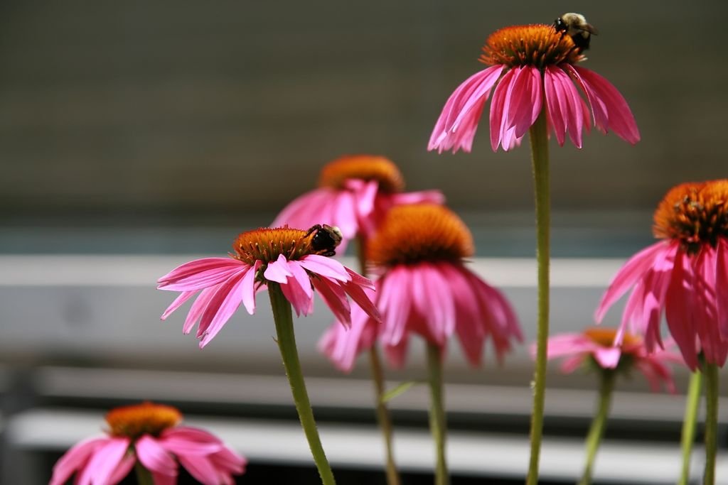 Equinácea 'Kim's Knee High' (Echinacea purpurea 'Kim's Knee High')