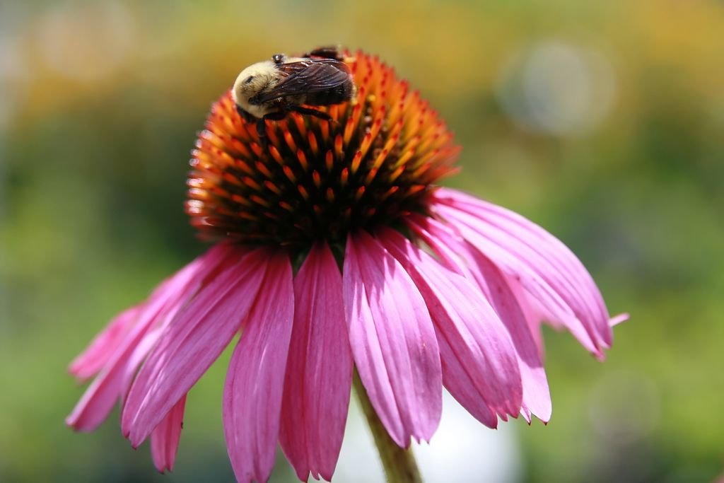 Equinácea 'Magnus' (Echinacea purpurea 'Magnus')