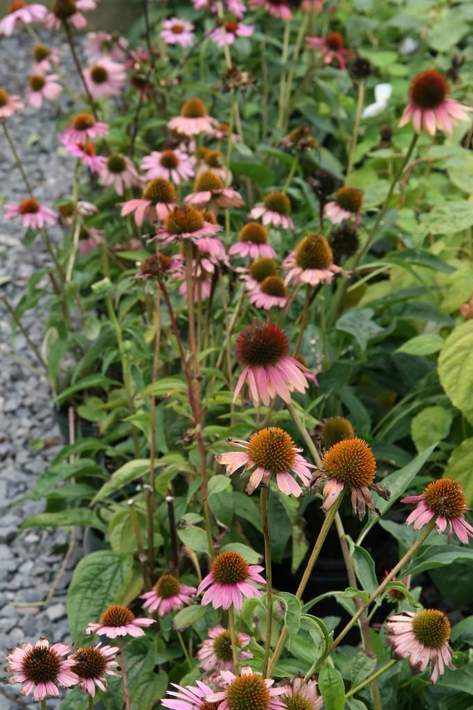 Como plantar Equinácea 'Magnus' (Echinacea purpurea 'Magnus')_1