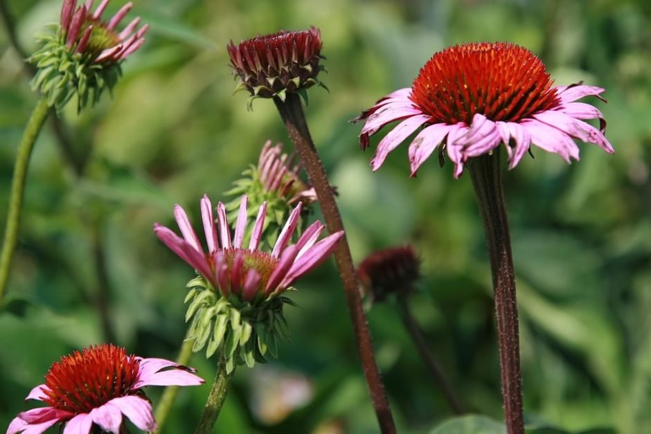 Onde plantar Equinácea 'Magnus' (Echinacea purpurea 'Magnus')_2
