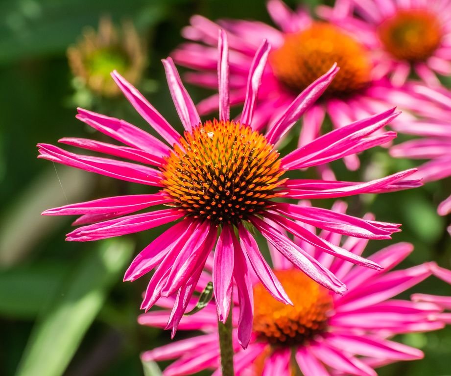 Como plantar Equinácea 'Pica Bella' (Echinacea purpurea 'Pica Bella')_1