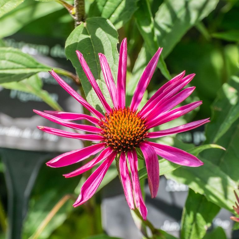 Onde plantar Equinácea 'Pica Bella' (Echinacea purpurea 'Pica Bella')_2