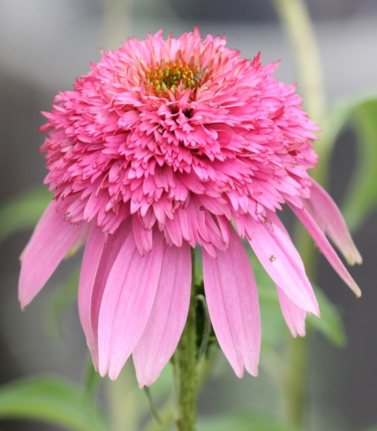 Equinácea 'Pink Double Delight' (Echinacea purpurea 'Pink Double Delight')