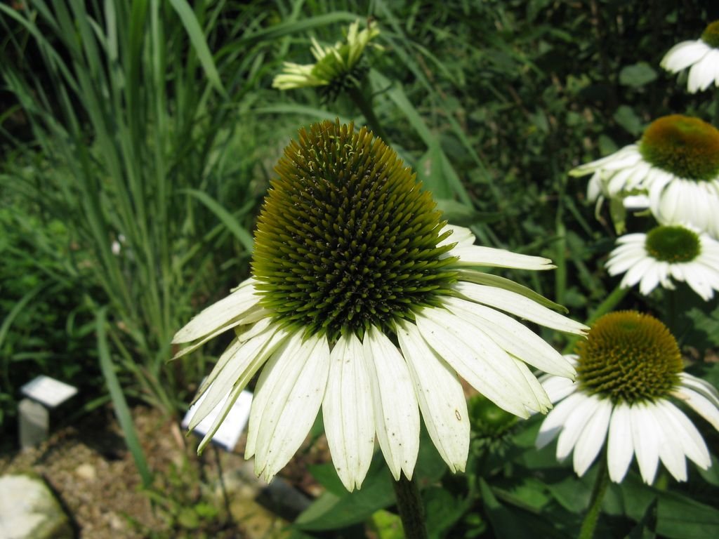 Equinácea 'Primadonna White' (Echinacea purpurea 'Primadonna White')