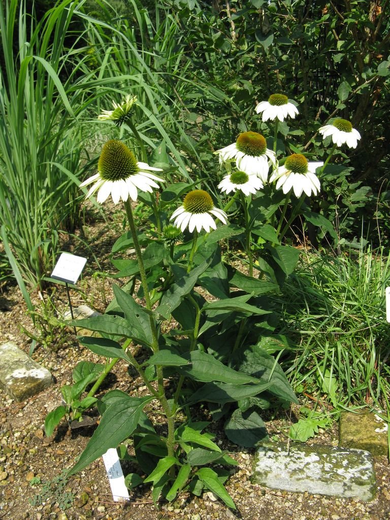 Como plantar Equinácea 'Primadonna White' (Echinacea purpurea 'Primadonna White')_1