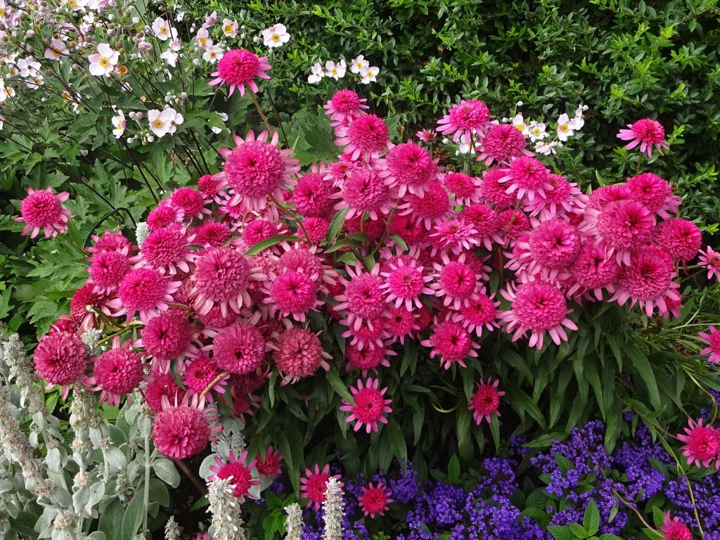 Equinácea 'Razzmatazz' (Echinacea purpurea 'Razzmatazz')