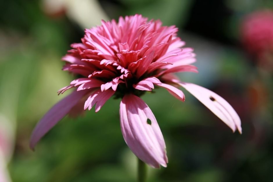 Como plantar Equinácea 'Razzmatazz' (Echinacea purpurea 'Razzmatazz')_1