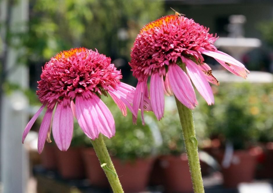 Onde plantar Equinácea 'Razzmatazz' (Echinacea purpurea 'Razzmatazz')_2