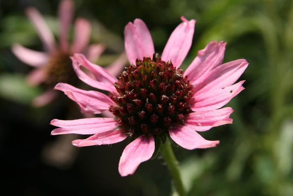Equinácea 'Rocky Top' (Echinacea tennesseensis 'Rocky Top')