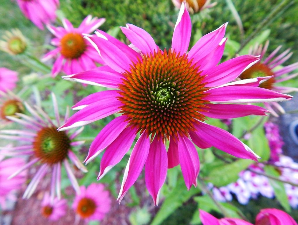 Equinácea 'Rubinstern' (Echinacea purpurea 'Rubinstern')