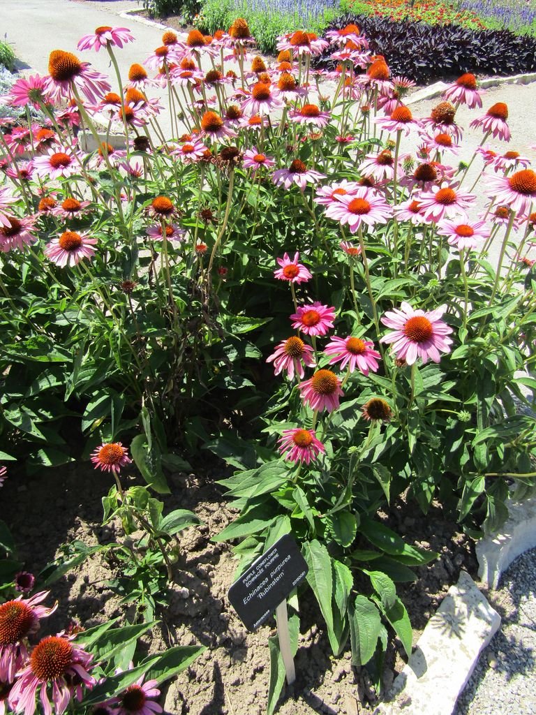 Como plantar Equinácea 'Rubinstern' (Echinacea purpurea 'Rubinstern')_1