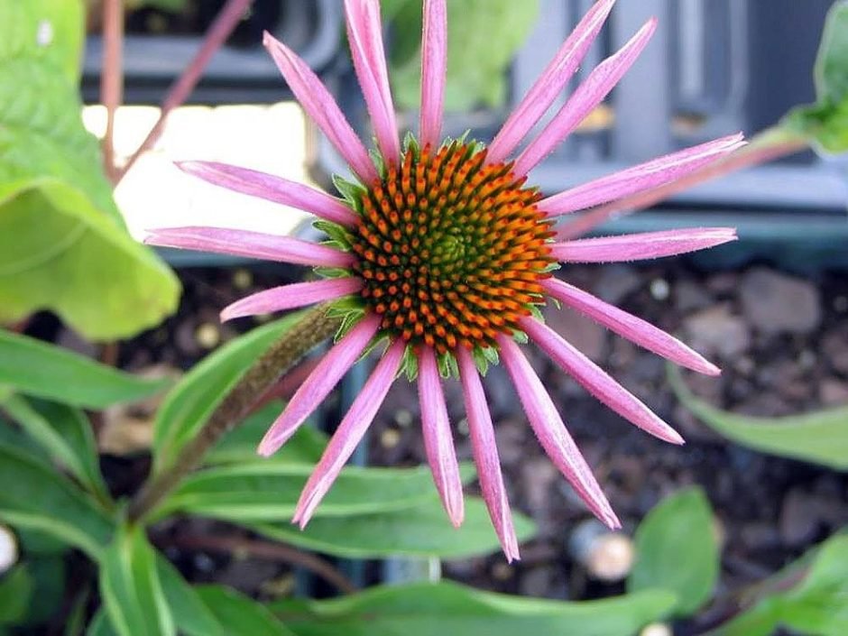 Onde plantar Equinácea 'Rubinstern' (Echinacea purpurea 'Rubinstern')_2