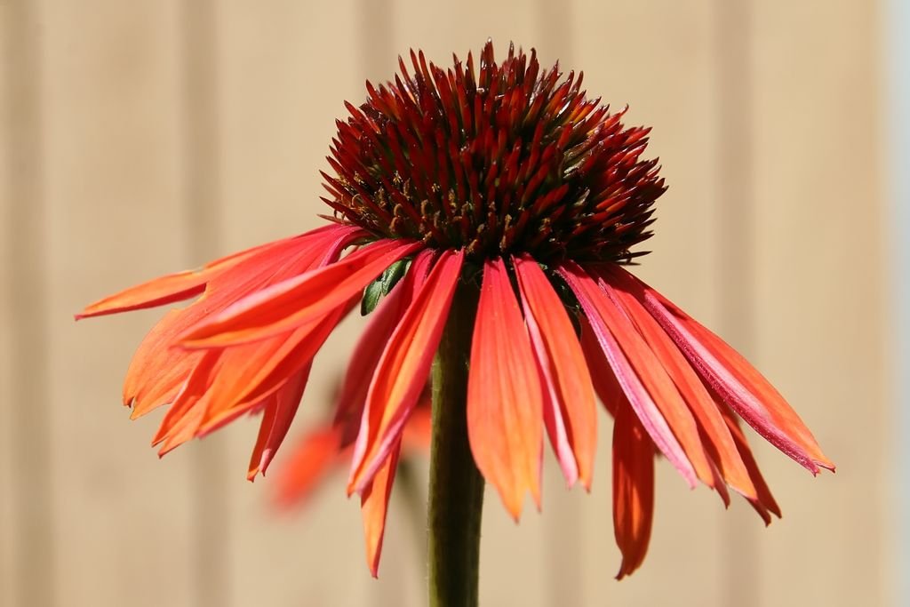 Equinácea 'Sundown' (Echinacea 'Sundown')