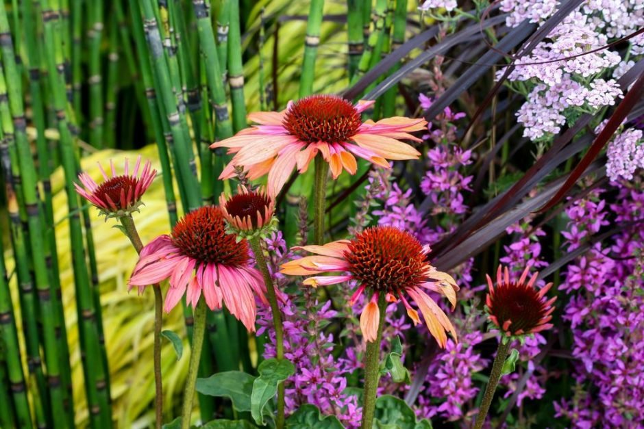Como plantar Equinácea 'Sundown' (Echinacea 'Sundown')_1