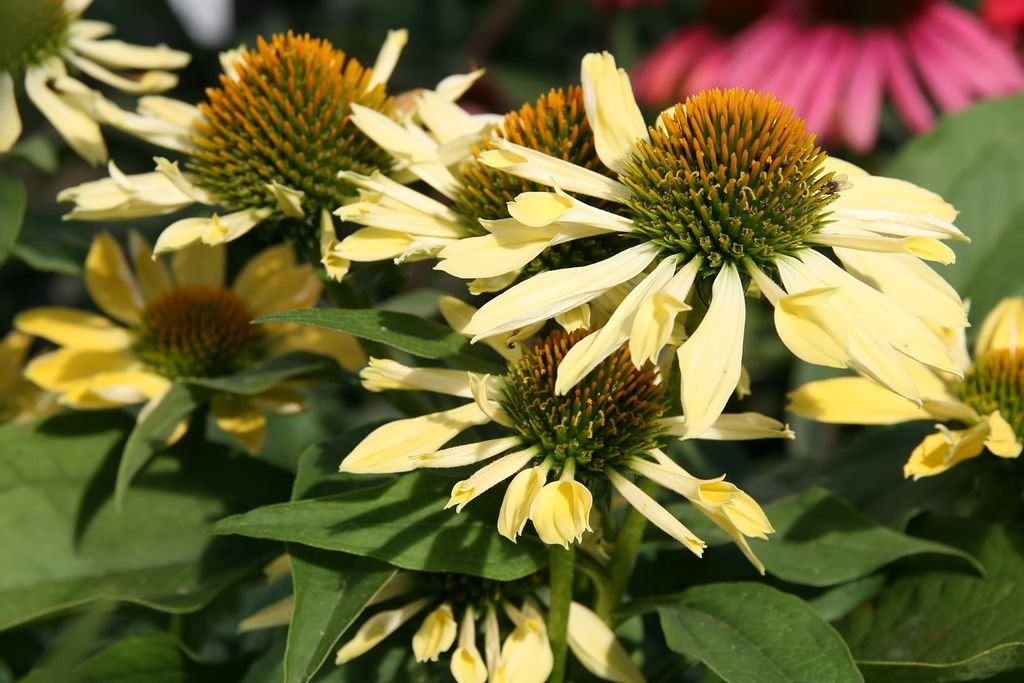 Equinácea 'Sunrise' (Echinacea 'Sunrise')