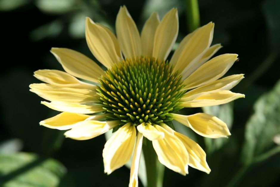 Como plantar Equinácea 'Sunrise' (Echinacea 'Sunrise')_1